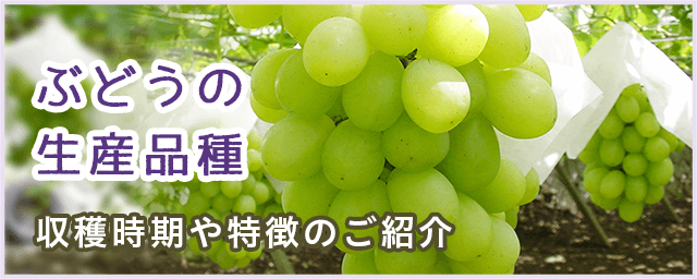 ぶどうの生産品種