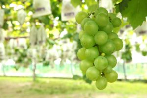 Shine Muscat01