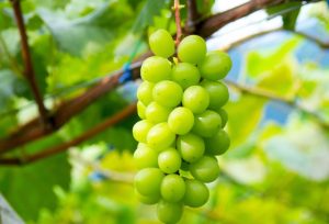 Shine Muscat02