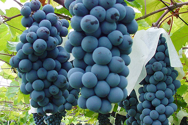 berry_a