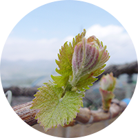 grow01