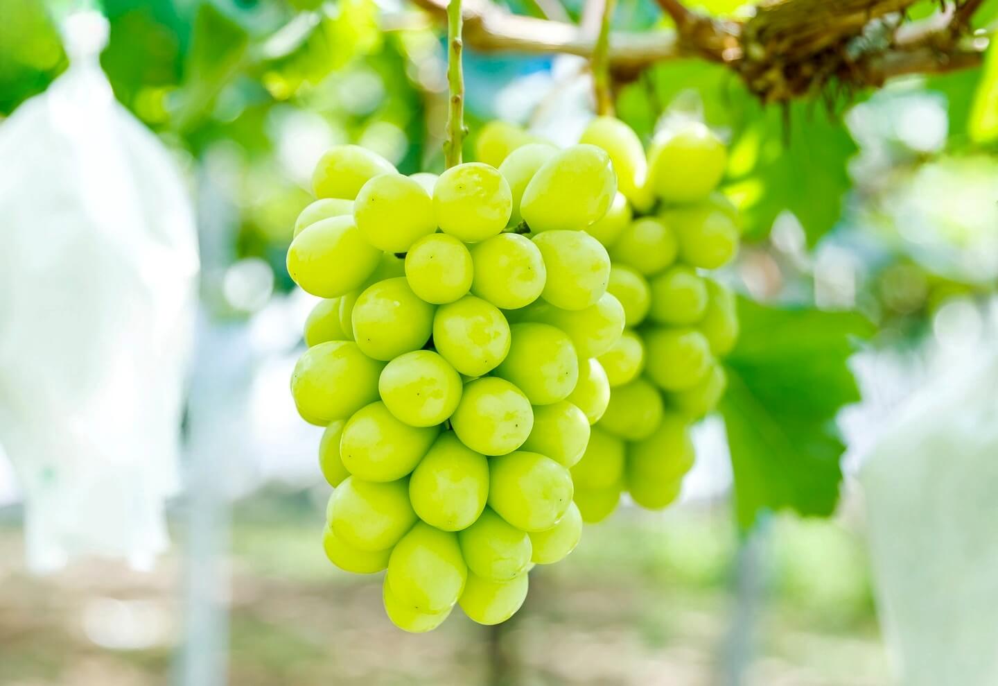 shineMuscat